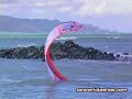 Cabrinha Convert Kiteboarding Kitesurf Kite