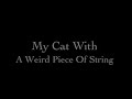 cat attack and weird string thing