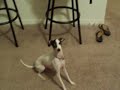 Italian Greyhounds are crazy! Italian Greyhounds are crazy!