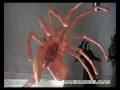 Manicmodelman - review 13 - halcyon - alien (1979) - 1:1 facehugger model kit