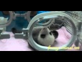 Newborn baby panda wants to flip
