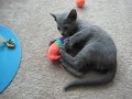 Kitten attacking toy mouse Kitten attacking toy mouse