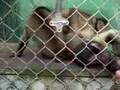 Carlos capuchin monkey in New Zealand