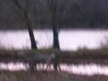 videos de Winnetka, Illinois Buck November 2008