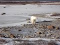 Churchill Polar Bear