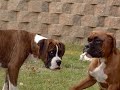 BOXERS BOXERS