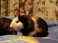 Ginny Wigs scratch and roll over