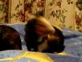 videos de Ginny Wigs scratch and roll over