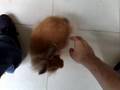 Rabbit chases own tail like crazy!