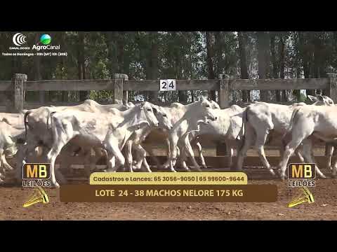 515� LEIL�O VIRTUAL MB LEIL�ES