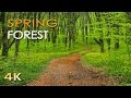 4K SPRING FOREST - BLACKBIRD SONG - BIRD SING ..