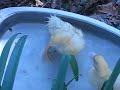 encienda el horno, para precalentar a temperatura m�xima. mientras tanto, salpimente el pato y con 1/2 cucharada de manteca, unte la asadera. acomode el ave, con la pechuga hacia arriba. si desea que no se desforme ate las alas por detr�s y las patas por adelante.   
   adobe con la nuez moscada, el laurel, el perejil y los jugos, luego lleve al horno y baje la temperatura a moderada. se hornear� en 1 h. o 1 h. �, retire cuando est� dorado y tierno.  
   unos 15 min. antes de retirar el pato, en una ollita con el resto de la manteca, a fuego medio/alto, dore la cebolla, unos 7 min.. luego agregue el jam�n, el pur� de tomates y el caldo y cocine a fuego medio/bajo unos 7 min. m�s. reserve.  
   mientras tanto, en la otra ollita coloque la c�scara de naranja, el az�car y � cucharada de agua y cocine a fuego fuerte durante unos 10 min.. retire, escurra y reserve.  
   unos 5 min. antes de retirar el ave, lleve la fuente, d�nde la va a presentar a precalentar. cuando el pato est� listo, retire del horno, junto con la fuente precalentada y col�quelo en �sta. deje la fuente al lado de una hornalla prendida o en el horno si todav�a est� caliente.  
   cuele el jugo de cocci�n del ave sobre la salsa, agregue las cascaritas de naranja y lleve a calentar a fuego lento unos 5 min. mientras tanto, en la otra ollita, a fuego fuerte dore los gajos de naranja en la manteca.  
   cuando la salsa est� caliente, vi�rtala sobre el pato y alrededor distribuya los gajos de naranja.
