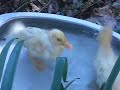 encienda el horno, para precalentar a temperatura m�xima. mientras tanto, salpimente el pato y con 1/2 cucharada de manteca, unte la asadera. acomode el ave, con la pechuga hacia arriba. si desea que no se desforme ate las alas por detr�s y las patas por adelante.   
   adobe con la nuez moscada, el laurel, el perejil y los jugos, luego lleve al horno y baje la temperatura a moderada. se hornear� en 1 h. o 1 h. �, retire cuando est� dorado y tierno.  
   unos 15 min. antes de retirar el pato, en una ollita con el resto de la manteca, a fuego medio/alto, dore la cebolla, unos 7 min.. luego agregue el jam�n, el pur� de tomates y el caldo y cocine a fuego medio/bajo unos 7 min. m�s. reserve.  
   mientras tanto, en la otra ollita coloque la c�scara de naranja, el az�car y � cucharada de agua y cocine a fuego fuerte durante unos 10 min.. retire, escurra y reserve.  
   unos 5 min. antes de retirar el ave, lleve la fuente, d�nde la va a presentar a precalentar. cuando el pato est� listo, retire del horno, junto con la fuente precalentada y col�quelo en �sta. deje la fuente al lado de una hornalla prendida o en el horno si todav�a est� caliente.  
   cuele el jugo de cocci�n del ave sobre la salsa, agregue las cascaritas de naranja y lleve a calentar a fuego lento unos 5 min. mientras tanto, en la otra ollita, a fuego fuerte dore los gajos de naranja en la manteca.  
   cuando la salsa est� caliente, vi�rtala sobre el pato y alrededor distribuya los gajos de naranja.