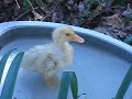 encienda el horno, para precalentar a temperatura m�xima. mientras tanto, salpimente el pato y con 1/2 cucharada de manteca, unte la asadera. acomode el ave, con la pechuga hacia arriba. si desea que no se desforme ate las alas por detr�s y las patas por adelante.   
   adobe con la nuez moscada, el laurel, el perejil y los jugos, luego lleve al horno y baje la temperatura a moderada. se hornear� en 1 h. o 1 h. �, retire cuando est� dorado y tierno.  
   unos 15 min. antes de retirar el pato, en una ollita con el resto de la manteca, a fuego medio/alto, dore la cebolla, unos 7 min.. luego agregue el jam�n, el pur� de tomates y el caldo y cocine a fuego medio/bajo unos 7 min. m�s. reserve.  
   mientras tanto, en la otra ollita coloque la c�scara de naranja, el az�car y � cucharada de agua y cocine a fuego fuerte durante unos 10 min.. retire, escurra y reserve.  
   unos 5 min. antes de retirar el ave, lleve la fuente, d�nde la va a presentar a precalentar. cuando el pato est� listo, retire del horno, junto con la fuente precalentada y col�quelo en �sta. deje la fuente al lado de una hornalla prendida o en el horno si todav�a est� caliente.  
   cuele el jugo de cocci�n del ave sobre la salsa, agregue las cascaritas de naranja y lleve a calentar a fuego lento unos 5 min. mientras tanto, en la otra ollita, a fuego fuerte dore los gajos de naranja en la manteca.  
   cuando la salsa est� caliente, vi�rtala sobre el pato y alrededor distribuya los gajos de naranja.