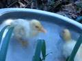 videos de Pato Fillol, Pato Abbondanzieri y Pata Villanueva