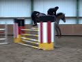 junior / amateur horse for sale