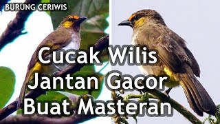 Suara Burung Cucak Wilis Jantan Gacor Buat Masteran Ok Lagu Mp3