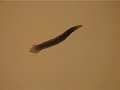 Planaria vs. Aleve Planaria vs. Aleve