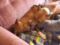 Basenji
