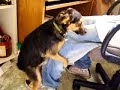My Gay Dog