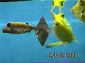 Nastassha S. Teodosio - Manila Ocean Park Special