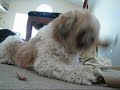 Shih Tzu attack mode