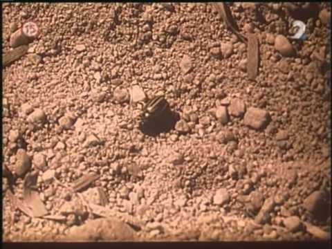 Youtube Video H2-3n95le2w
