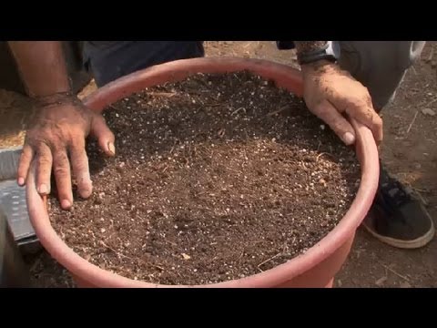 how to prepare a vegetable patch