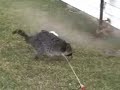 Diseased Raccoon Diseased Raccoon