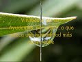 La vibración del amor