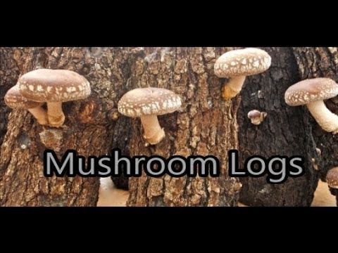 how to grow edible mushrooms at home