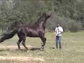 Homozygous RED Friesian Stallion Standing in California