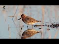 Spoonbilled Sandpiper Foraging 