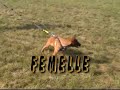 Débourrage chiots malinois 03 mois Débourrage chiots malinois 03 mois