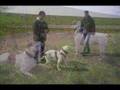 Bulldog Americano video