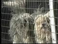 Brad Garrett Pans Puppy Mills