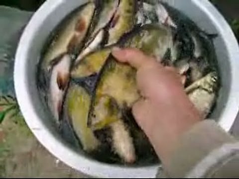 ловля ятерями приманка ловля ятерями приманка