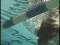 Backstroke - Pull on the Lane Line