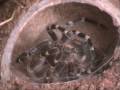 Acanthoscurria Geniculata L8-L9 skinning Acanthoscurria Geniculata L8-L9 skinning