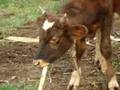 videos de The Funniest Cow eating Sugar Cane (the music video)