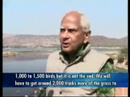 Special grasses attract migratory birds