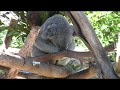 San Diego Zoo