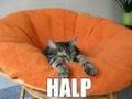 RANDOM FUNNY CATS 1