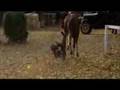 Seabiscuit