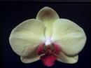 Les Orchid�es
