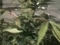 Cannabis Growroom home grow
