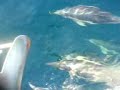 Hallberg Rassy 42 delivery - Dolphins