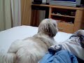 tv-transamrica-medo-de-ir-ao-dentista-2.html