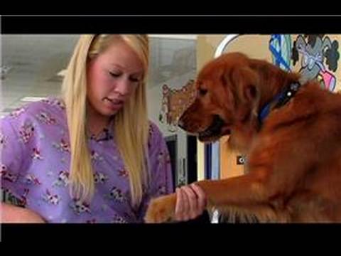 Dog Grooming : How to Groom Your Golden Retriever