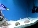 My Saltwater Fish Tank